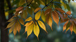 leaves on a tree