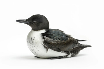 Wall Mural - Common Murre Bird in Repose with Detailed Feathers on a Clean White Background