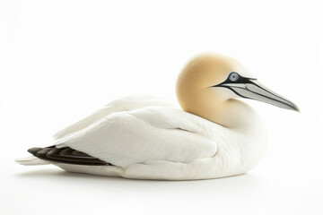 Wall Mural -  Elegant Northern Gannet Bird Resting Gracefully, Isolated on a White Background