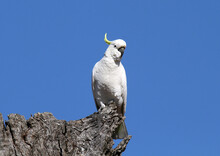 Sulphur-crested Cockatoo Parrot Bird Sitting On A Tree With A Blue Sky Background