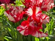 Parrot tulips ruffled flowers Estella Rijnveld striped red and white petals.