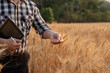 © aekachai - Farmer giving advice on wheat work online on tablet in wheat field