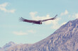 alpine chough pyrrhocorax graculus flying
