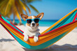 Jack russell dog  with sunglasses relaxing on a rainbow hammock. Vacation concept.
