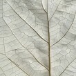minimalistic close - up of leaf texture on a isolated background