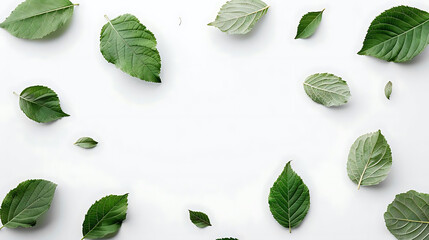 minimalistic concept of tree leaves on white surface