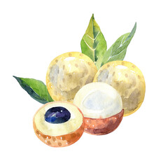 Hand Drawn Watercolor longan Fruit illustration.