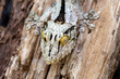 Kopf des madegassischen Südlichen Blattschwanzgeckos in der Frontale