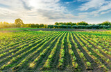 Fototapeta Młodzieżowe - beautiful view in a green farm field with rows of rural plants and vegetables with amazing sunset or sunrise on background of agricultural landscape