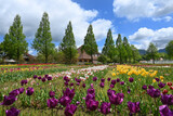 Fototapeta Na sufit - 滋賀農業公園ブルーメの丘チューリップ花畑