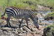 Burchell's Zebra (Equus burchellii) drinking at stream, Serengeti National Park, Tanzania.