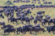 Blue Wildebeest (Connochaetes taurinus) herd migrating on savanna during the great migration, Serengeti National Park, Tanzania.