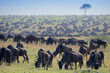 Blue Wildebeest (Connochaetes taurinus) herd migrating and grazing on savanna during the great migration, Serengeti National Park, Tanzania.