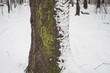Spruce Picea is a coniferous evergreen tree of the Pine family Pinaceae. Evergreen trees. Common spruce, or Norway spruce Picea. Snow and moss on the trunk. Consequences of a snowy winter storm