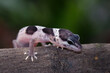 baby leopard gecko lizard on wood, eublepharis macularius