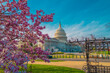 Capitol building at spring blossom magnolia tree, Washington DC. U.S. Capitol exterior photos. Capitol at spring. Capitol architecture.