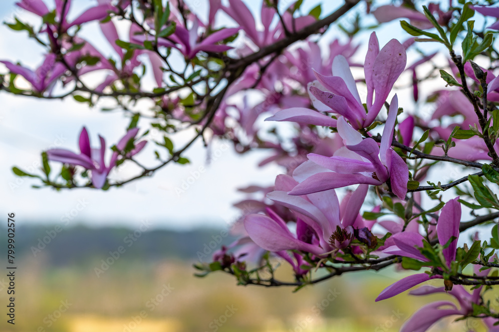 Magnolia tree pink flowers on swooping elegant branches with defocused ...