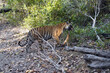 Un tigre du Bengale (Panthera tigris tigris) dans la jungle. Parc national de Bandhavgarh. Madhya Pradesh.Inde