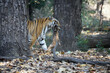 Un tigre du Bengale (Panthera tigris tigris) dans la jungle. Parc national de Bandhavgarh. Madhya Pradesh.Inde