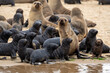 Cape Fur Seal (Arctocephalus pusillus) colony with a lot of 3 month old pubs resting and playing at pelican point near Walvis Bay in Namibia