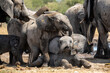 Baby Elephant playing and fighting at a waterhole in Etosha National Park in Namibia