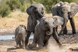 Baby Elephant playing and fighting at a waterhole in Etosha National Park in Namibia