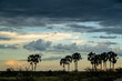 Landscape with palm trees at sunset. A thunderstorm is building up above the palm trees at sunset in the area of waterhole Two Palms in Etosha National Park in Namibia