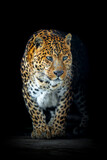 Fototapeta Sawanna - Adult leopard. Animal on dark background