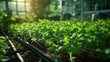 A greenhouse filled with rows of genetically modified plants, thriving under controlled conditions
