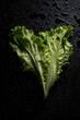 A young fresh bunch of lettuce, on a black background.