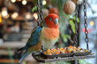A curious parrot perched on a swing, happily munching on a variety of nuts and dried fruits.