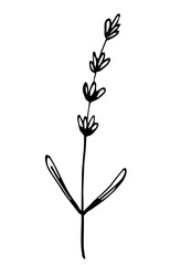 Wall Mural - Lavender twig isolated on white background. Field herbs, flower on a stem. Aromatherapy, nature. Simple black outline vector drawing. Sketch in ink.