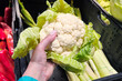 Cauliflower vegetable in hand