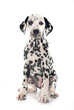 puppy dalmatian in studio