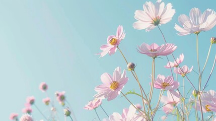 Wall Mural - light blue background with pink daisies, pastel color theme, copy space concept