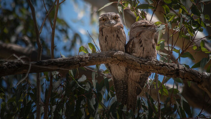 Wall Mural - A couple of young Frogmouth birds close together perched on a branch