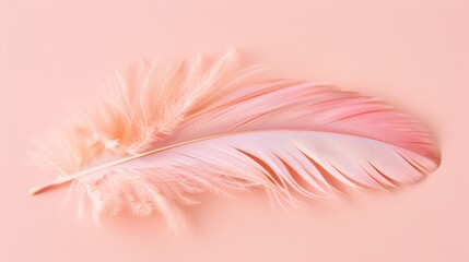 Wall Mural - A soft, pink feather lies elegantly on a smooth, pastel pink background, conveying lightness and serenity.