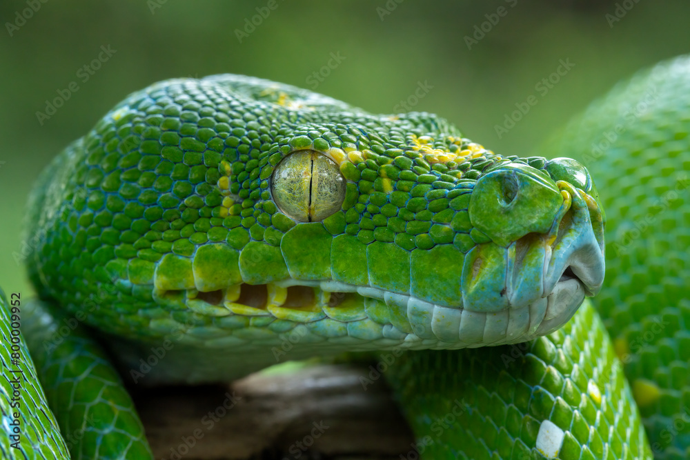 Very closeup side view head of Green Tree Python (Morelia viridis ...