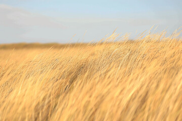 Wall Mural - Whispering winds through a field of tall, golden grass,