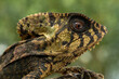 Closeup head of Helmeted Iguana (Corytophanes cristatus), also known as the Helmeted Basilisk or Elegant Helmeted Lizard, is a species and a New World Lizard.