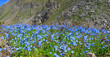 Alpen-Vergissmeinnicht (Myosotis alpestris) Wildpflanze mit blauen Blüten in den Alpen