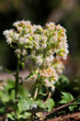 Pestwurzen (Petasites hybridus) Pflanze mit Blüte, Heilpflanze 