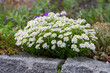 Immergrüne Schleifenblume ( Iberis sempervirens) an Steinmauer