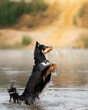 A vibrant Border Collie dog stands mid-splash in a river, paws raised in anticipation, set against a serene backdrop of nature
