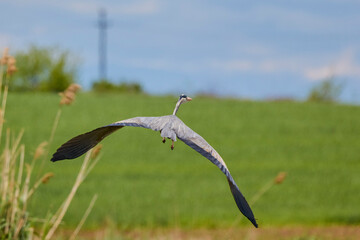 Grey heron in flight (Ardea cinerea)