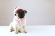 A pug dog in a pink beret and scarf on a white background. Clothes for dogs. Dogs look like people. Copy space.
