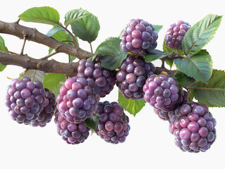 Wall Mural - grapes on the vine