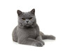 Pretty british shorthaired cat relaxed lying down looking at the camera isolated on a white background