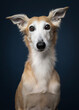 Portrait of a silken windsprite dog looking straight at the on a dark blue background