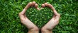 A lady's hands holding grass and creating a heart-shaped pattern within it depicts the notion of safeguarding the green woodlands and space, Generative AI.